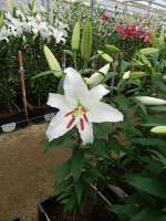 [5270 Siberia JWS No01.JPG]